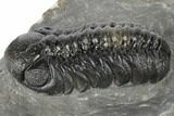 Detailed Austerops Trilobite - Visible Eye Facets #189882-2